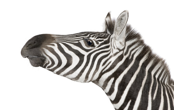 Fototapeta Zebra (4 years) in front of a white background