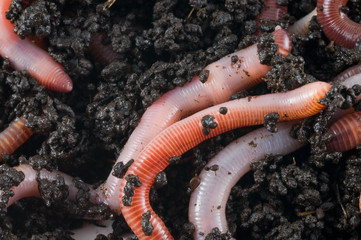 Earthworm in the earth