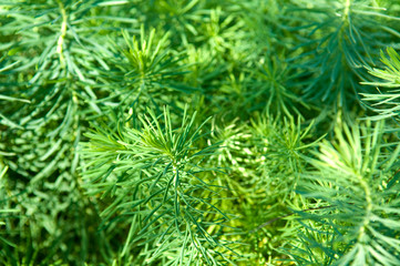 Background.  coniferous tree