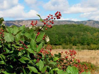 Red Berry on the Crimea Mountains