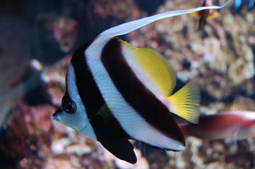 Obraz premium poisson tropical