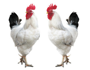 Two white cocks isolated