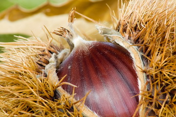 il riccio
