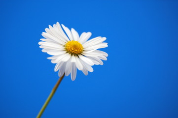 happy daisy flower under blue spring sky
