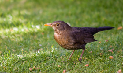 Blackbird