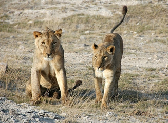 Un par de leones