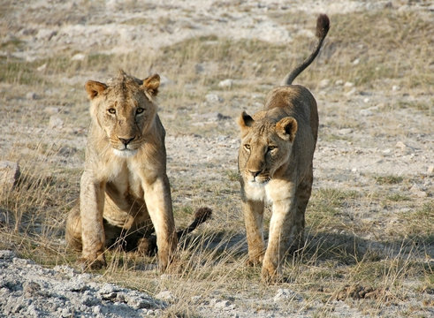 Un par de leones