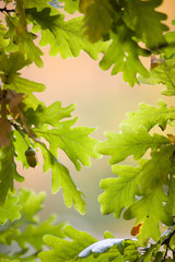 Natural frame of oak leaves