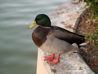 Duck sitting near the pond close-up shot