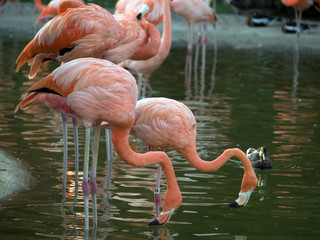Large group of drinking flamingos in zoo