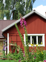 Fototapete bei efototapeten.de bestellen   