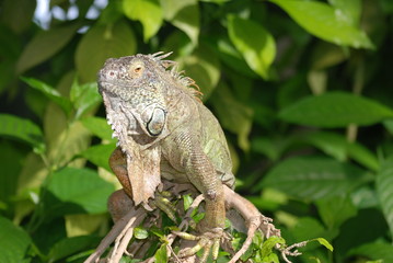 iguane
