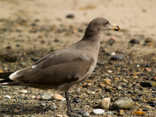 Brown seagull on beach holding pebble in beak