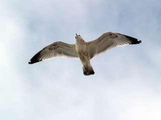 Seagull flying in the sky close-up shot