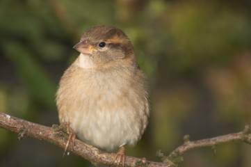 sparrow bird