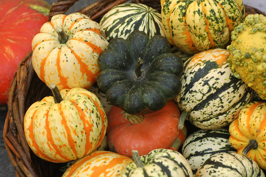 Colorful display of pumpkins