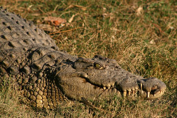 Krokodil Madagaskar 02