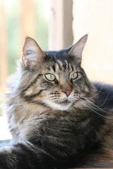 maine coon