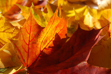 Herbst