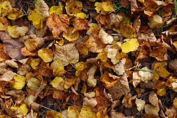 Herbstblätter