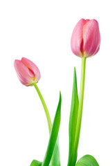 Tulips isolated on white