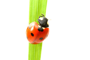 red ladybug on green grass isolated