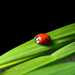 summer red  ladybug on grass