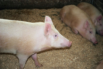 On a farm in the museum of folk crafts «Dududki»