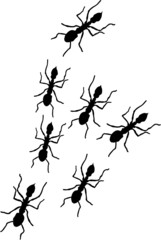 INSECTES