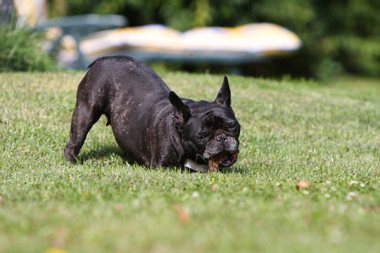 chien bouledogue fran&ccedil;ais en train de mordiller un bout de bois