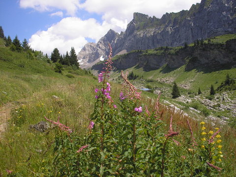 bostan