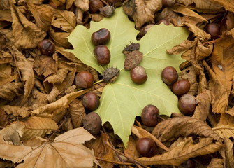 Fall oct 2008 21