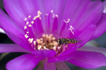 Flieger (Schwebefliege) auf einer violetten Blüte