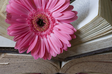 flor y libros