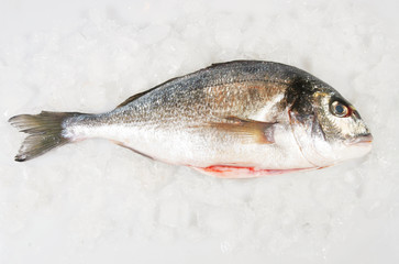 Whole gilt head sea bream fish on ice