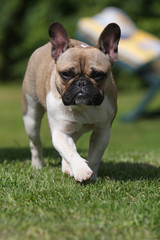 chien bouledogue marchant d'un pas décidé