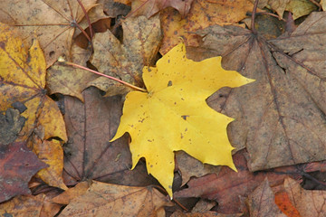 Yellow maple leaf fallen to the ground