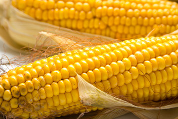 Freshly harvested corn, close up. Shallow DOF, background