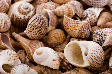 Shells