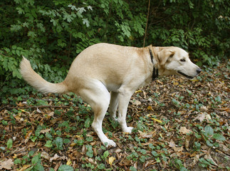 Golden labrabor doing her ablutions in forest