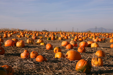 Pumpkin
