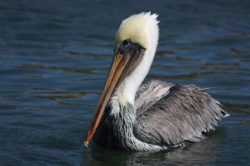 Serene Pelican