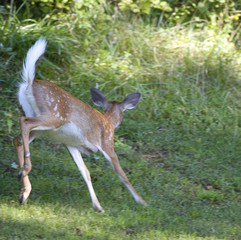 whitetail deer fawn heading for the forst