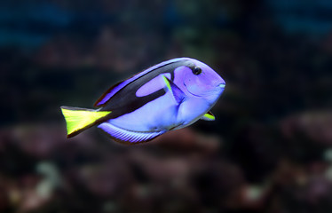 Fototapeta na wymiar swimming blue fish in tropical aquarium