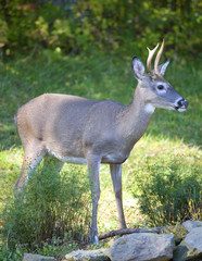 buck near a forest in the early autumn