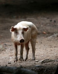 Fototapeta premium cochon