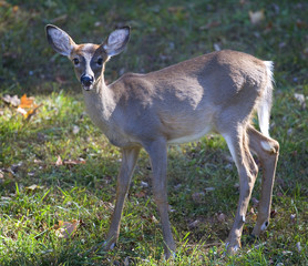 yearling whitetail deer on grass in the fall