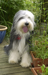 chien de race bearded collie assis près d'un pot de fleur