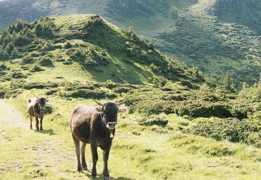 Ukraine. Carpathian Mountains. Cows Come Back Home.