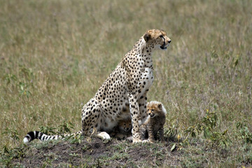 The wild animals on Safari in the Masai Mara Kenya Africa